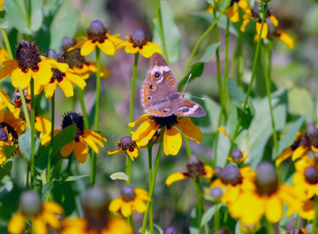 Common buckeye butterfly on clasping coneflowers