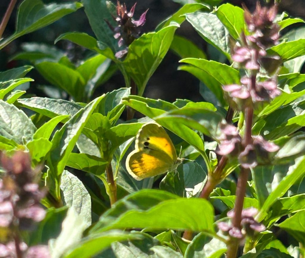 Dainty sulphur butterfly resting on basil leaves