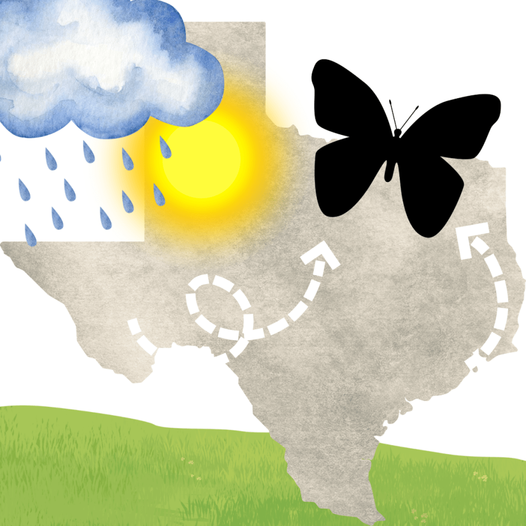 Texas silhouette with butterfly shadow and sun and rain to show weather forecast