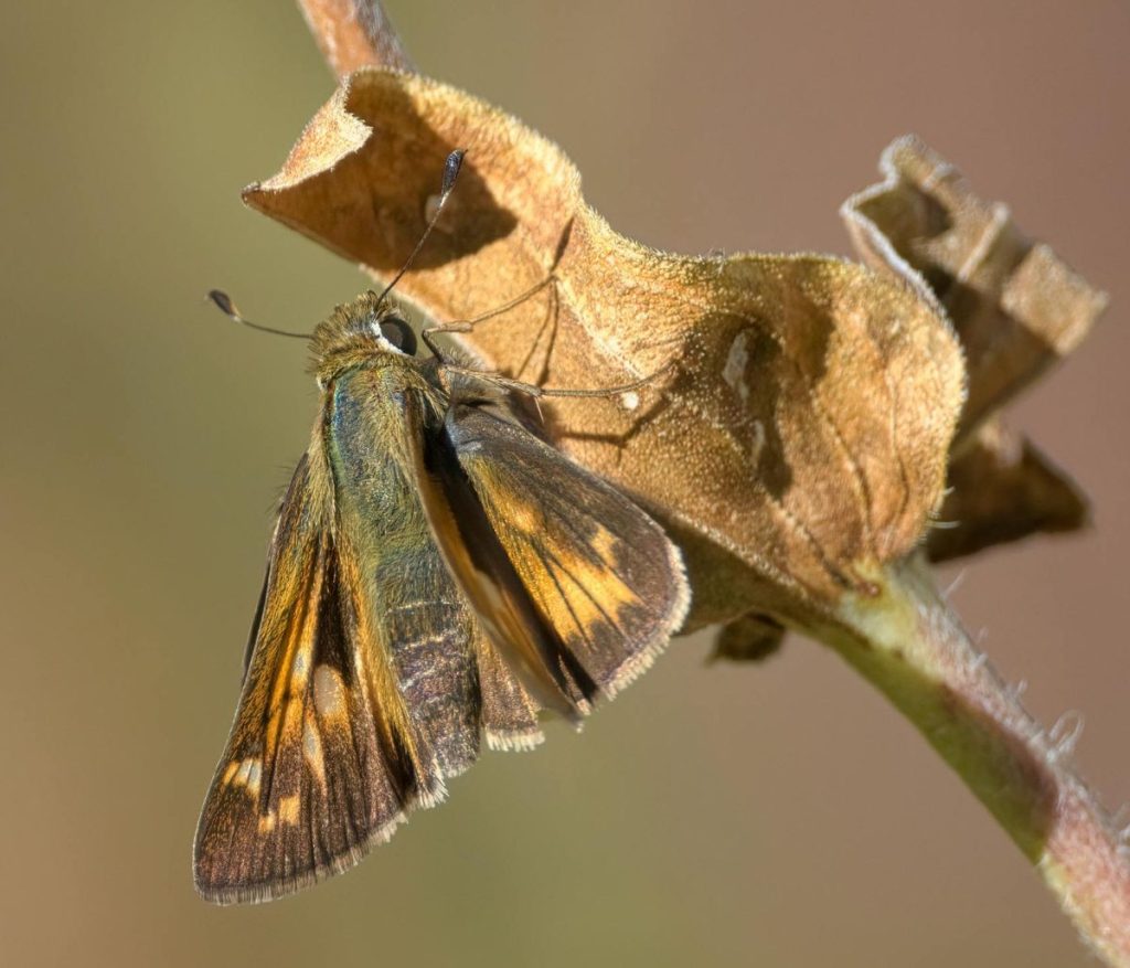 Fiery skipper on a brown flower stem in early spring