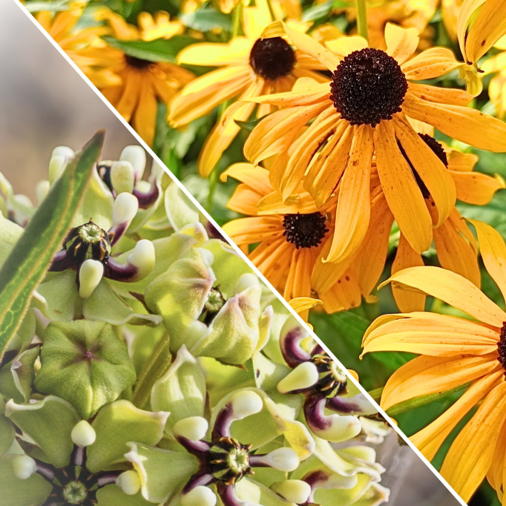 Antelope horn milkweed, a butterfly host plant, next to rudbeckia, a butterfly nectar plant