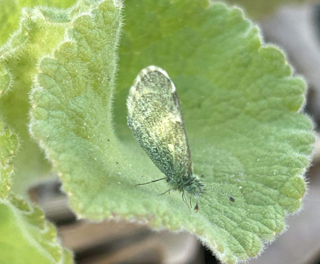 Dainty sulphur butterfly showing underside of wings resting on a leaf