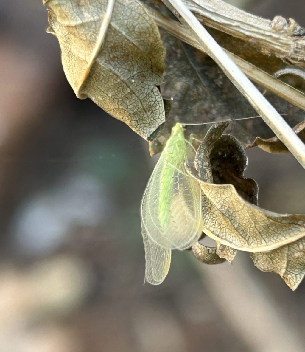 What Happens When You Stop Using Pesticides (Even If You Don’t Change Anything&nbsp;Else)