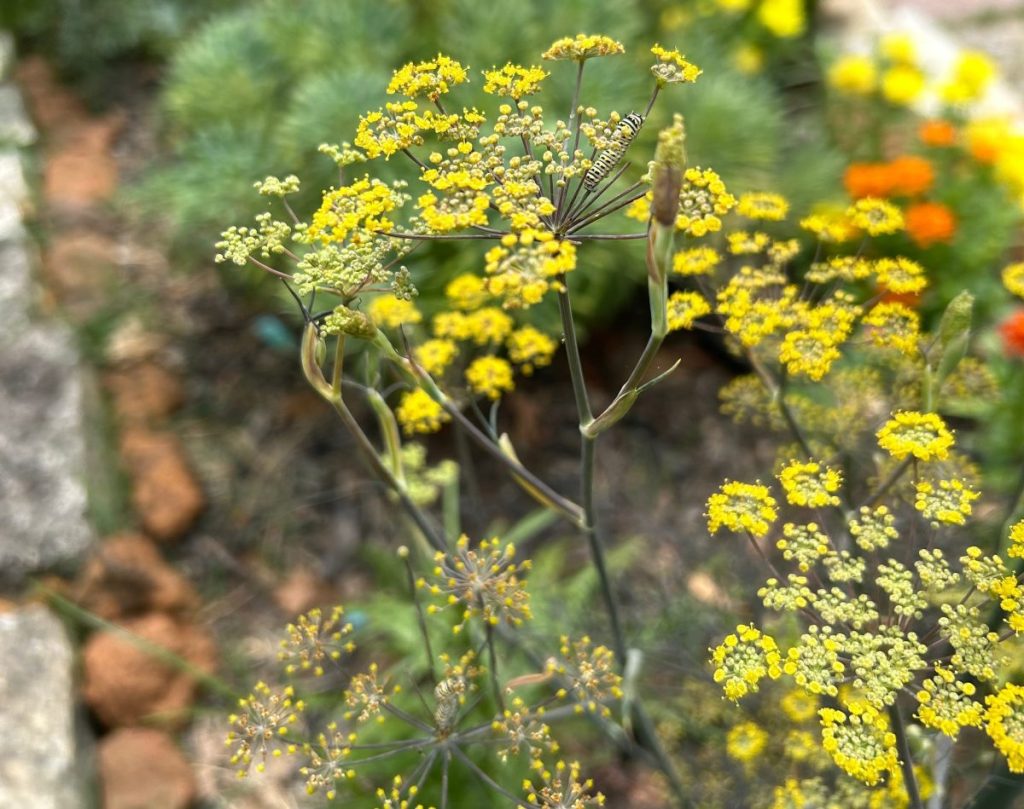 Black swallowtail caterpillar on bronze fennel in a Texas garden with zinnias in the background