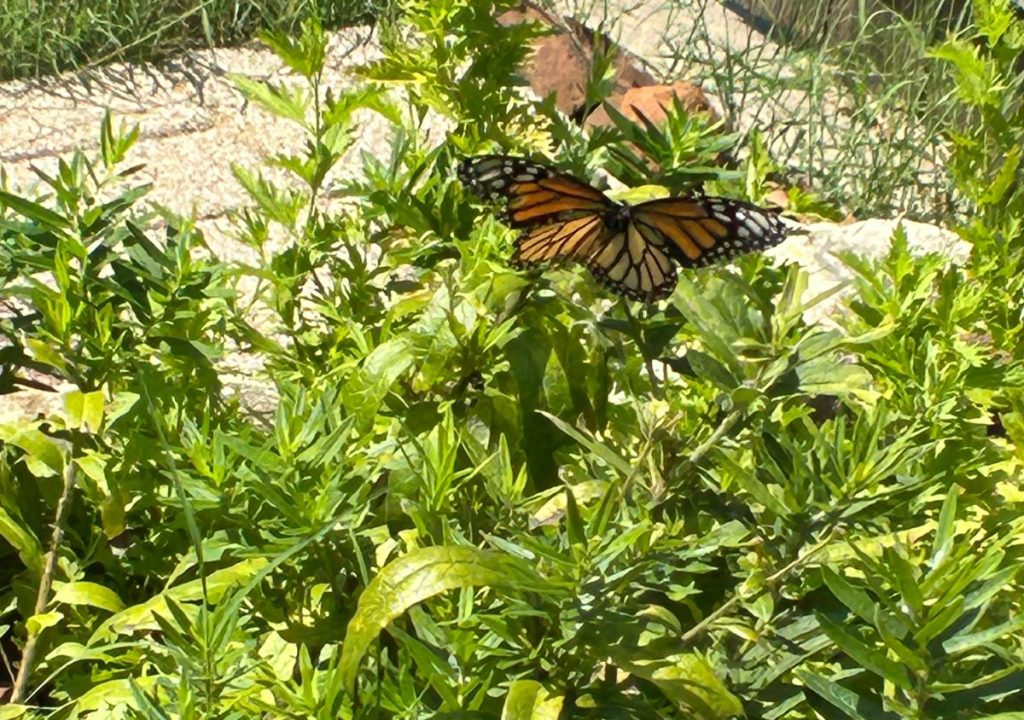 Monarch butterfly flying over an orange milkweed patch in a Texas garden