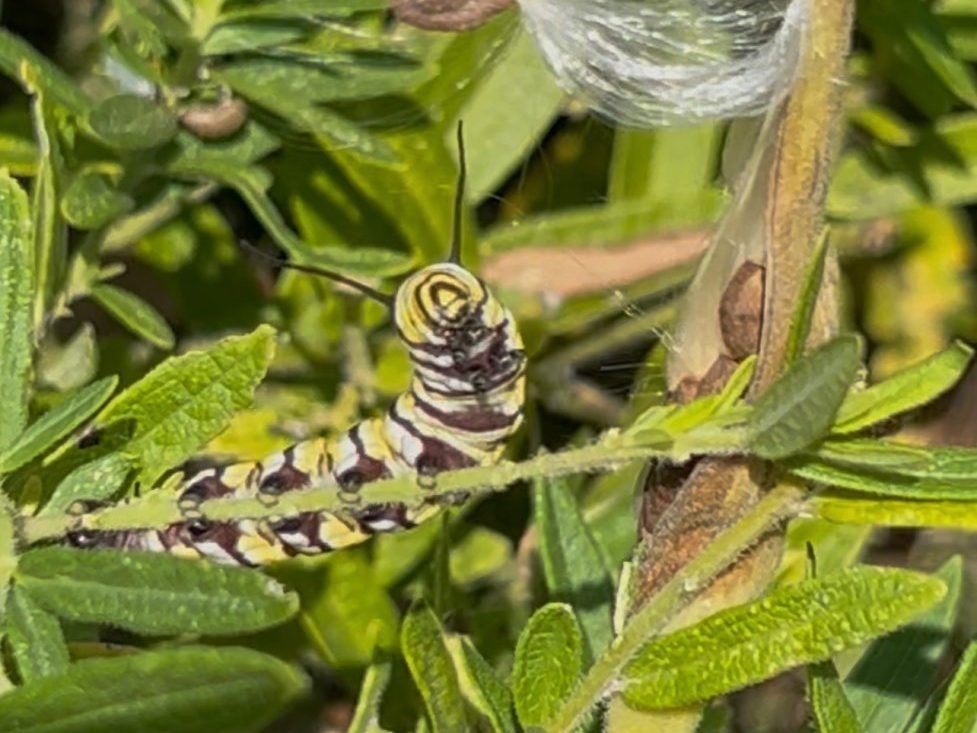 Monarch butterfly caterpillar on a milkweed stem that has its leaves eaten off
