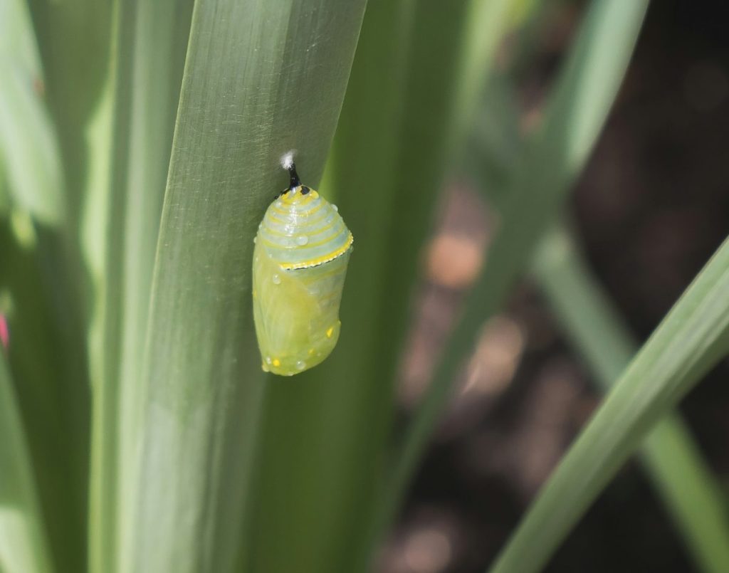 Newly formed monarch butterfly chrysalis attached to a yucca leaf
