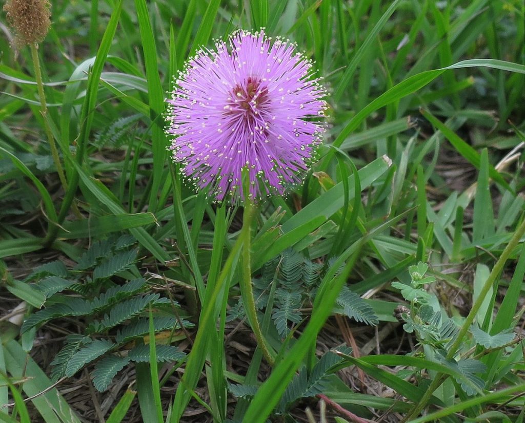 Powderpuff mimosa, a type of sensitive plant, pink flower and fern-like foliage growing in a lawn