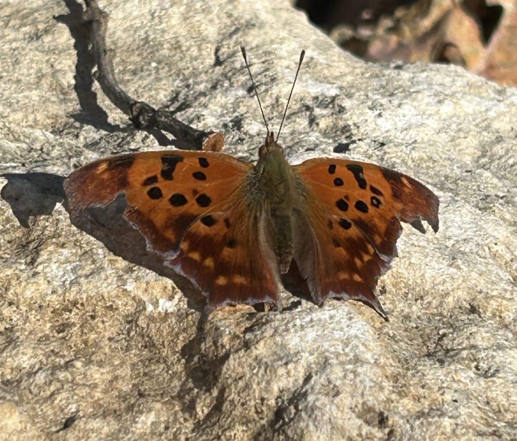 Question mark butterfly basking in the sun in February in a Texas garden