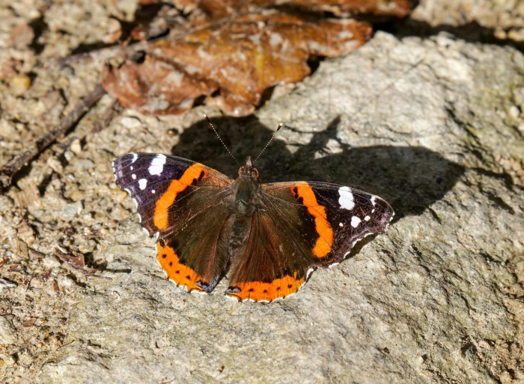 Red admiral butterfly basking in the sun in spring