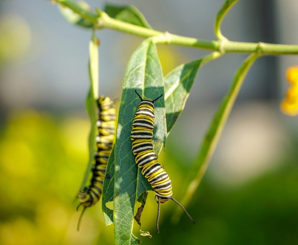 Two monarch caterpillars chewing on their host plant milkweed leaves