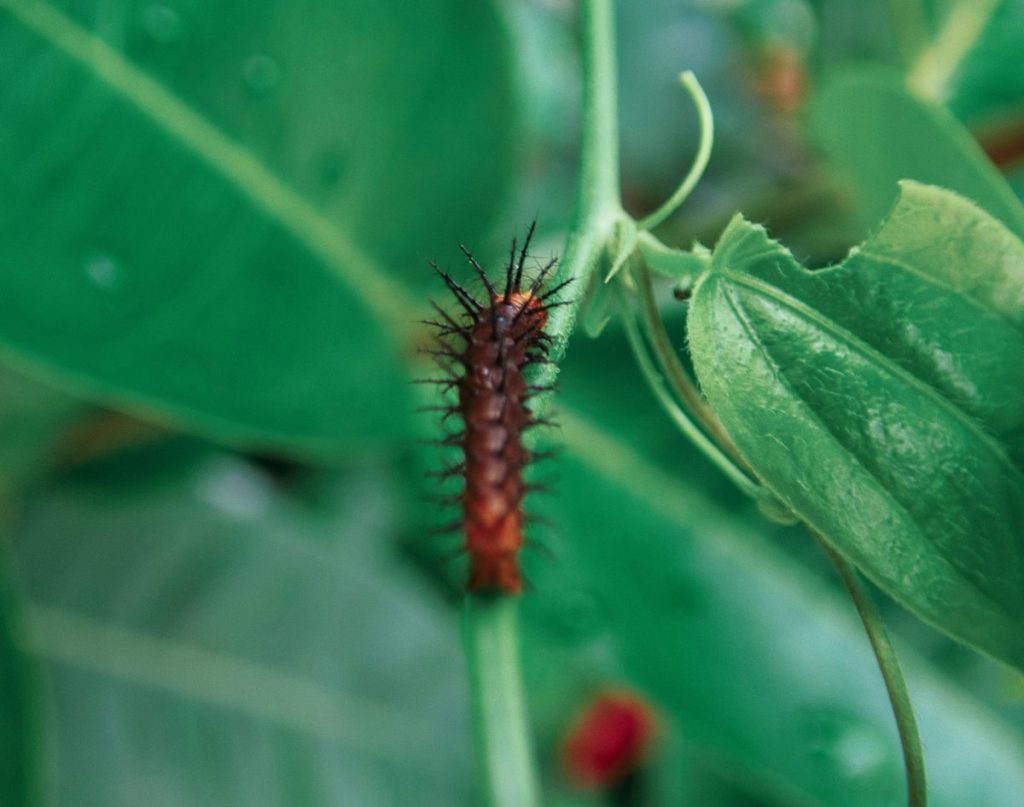 Gulf fritillary caterpillar crawling on stem of its host plant passion vine with chewed leaves
