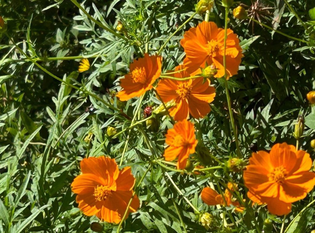 Orange cosmos are a non-native annual that still provides nectar to pollinators