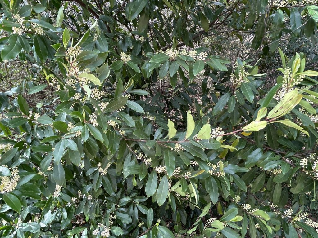 Chinese privet shrub flowering, a non-native plant with minimal ecological value