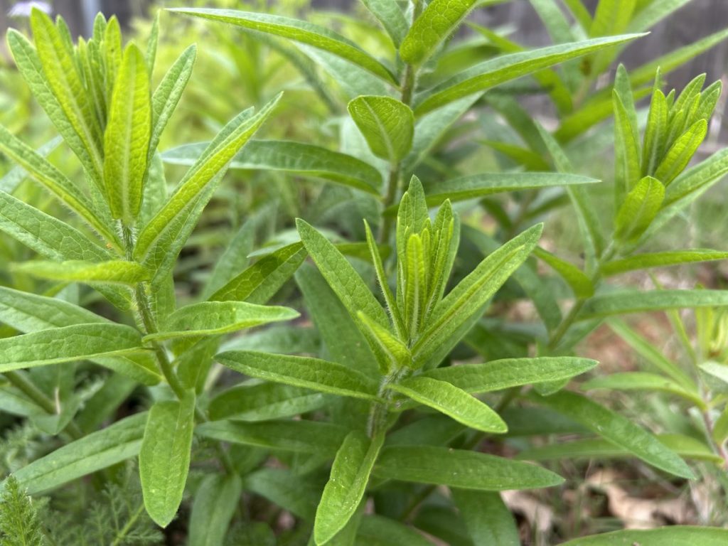 Orange milkweed patch in spring with new green leaves