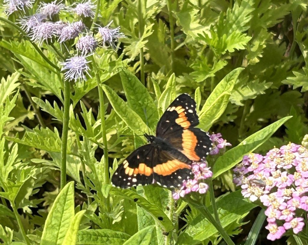 Bordered patch butterfly feeding on yarrow and Gregg's mistflower native perennials
