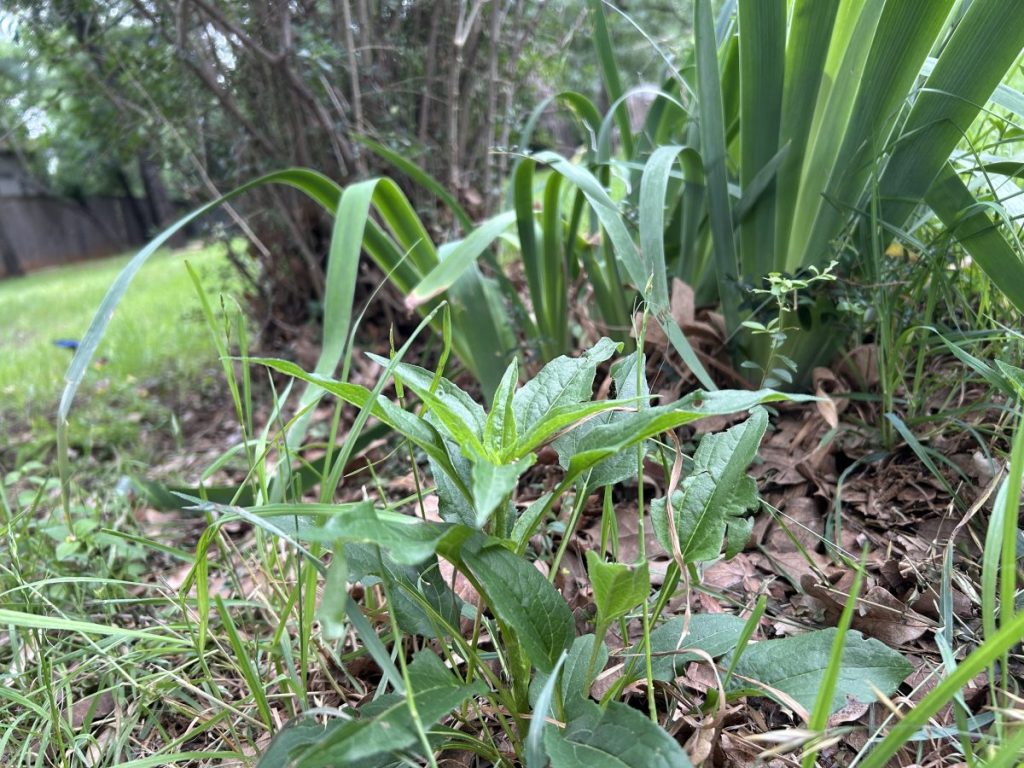 Native echinacea planted next to non-native privet and irises