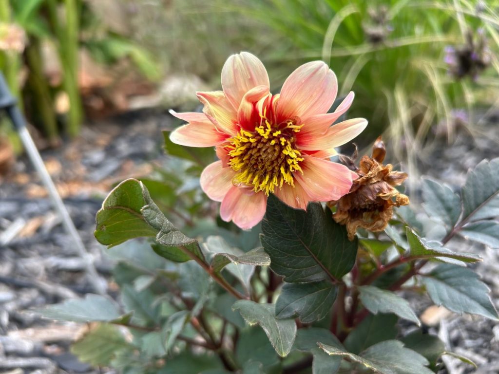 Peach dahlia struggling in the Texas heat
