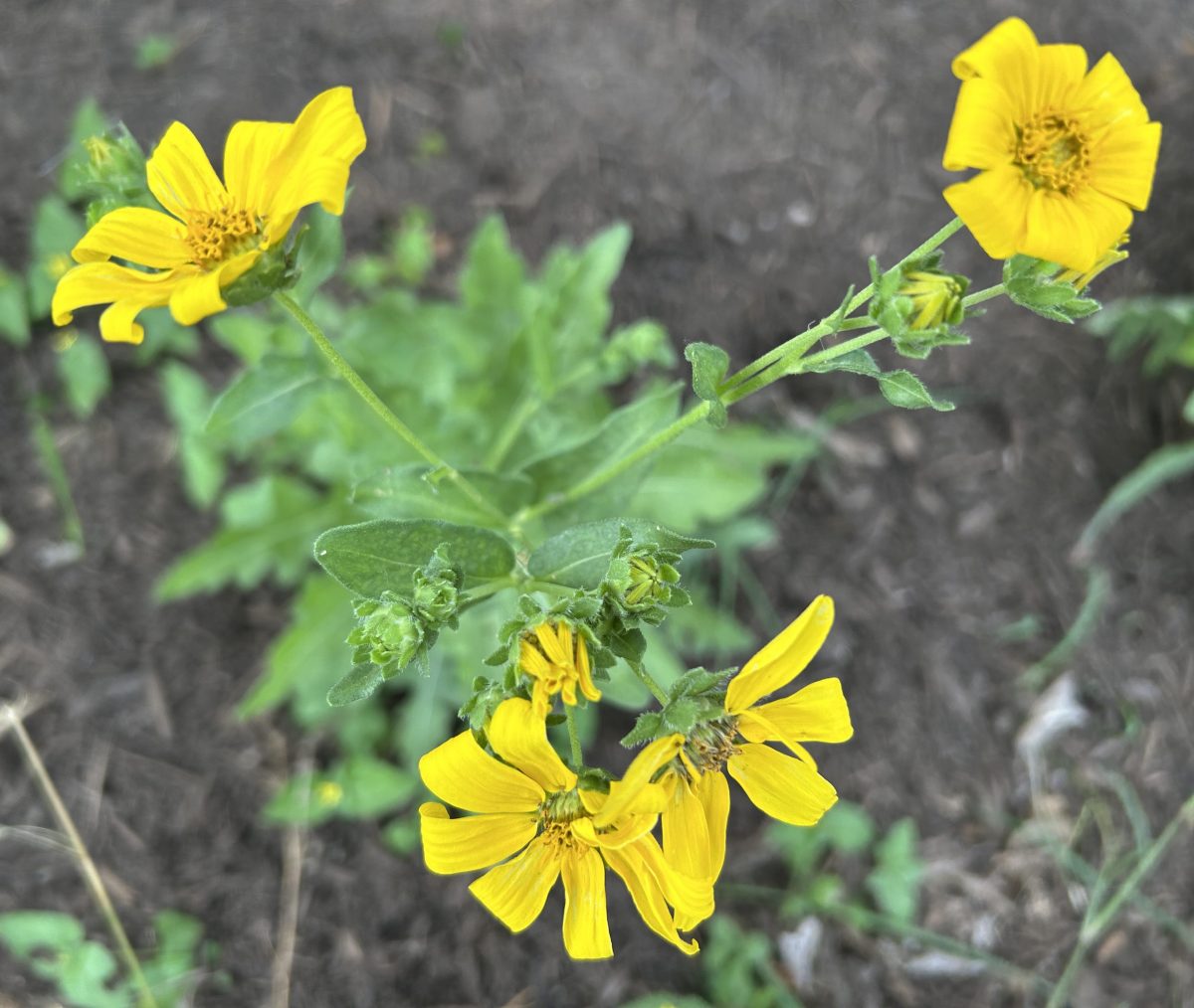 How to Tell If a Butterfly Plant Is Establishing or Struggling 