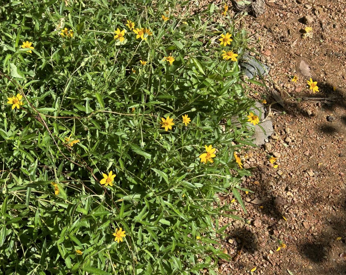 Zexmenia spreading and blooming in the Texas heat during summer