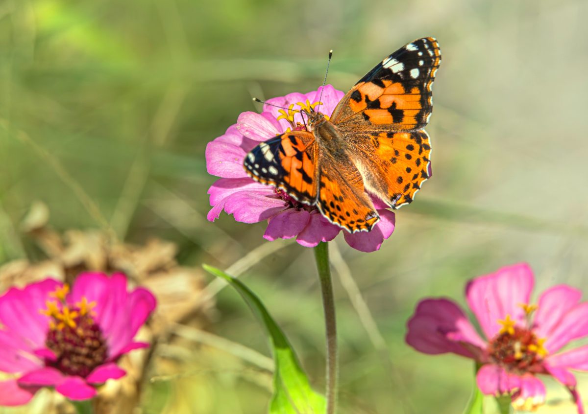 Painted lady butterfly feeding on pink zinnias