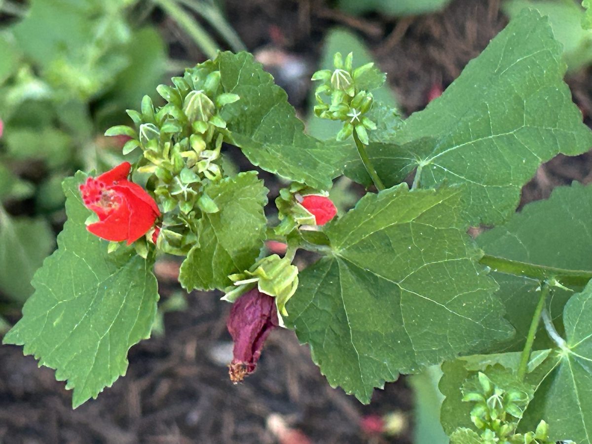 Native red Turk's cap enduring the July Texas heat