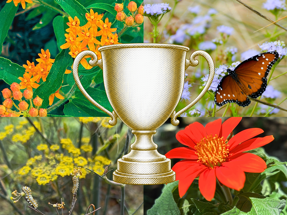 The Best Butterfly Plants for Texas Summer (Ranked by Real Garden Performance)