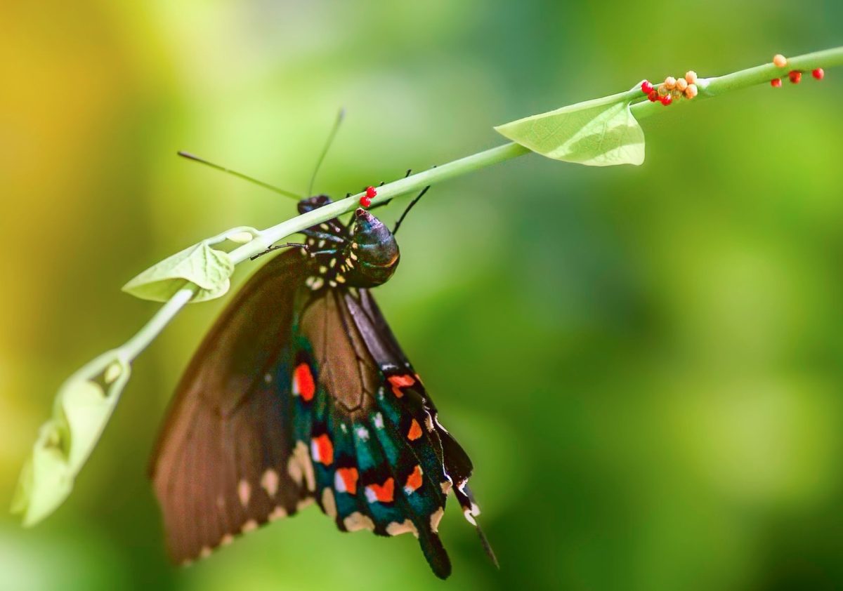 Why Butterflies Visit but Don’t Lay Eggs (And How to Encourage Them to Stay)