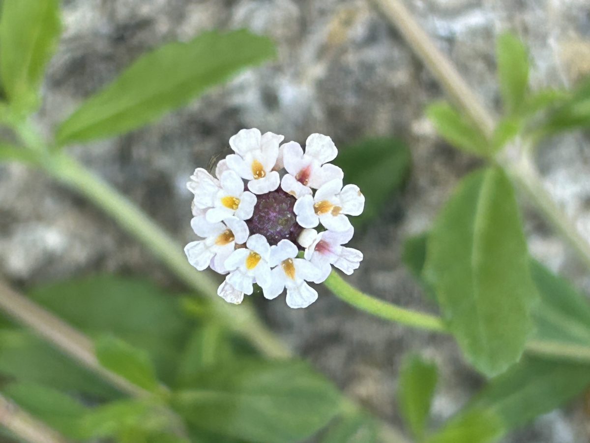 Closeup of a multicolored frogfruit bloom as its stems cascade over a rock wall