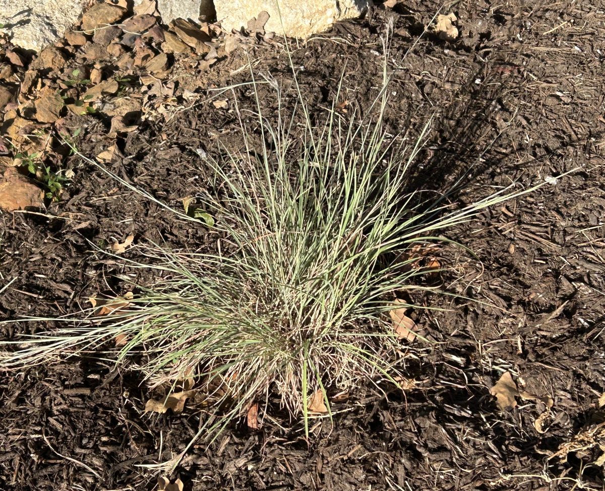 Little bluestem growing in a Texas garden with mulch around it.