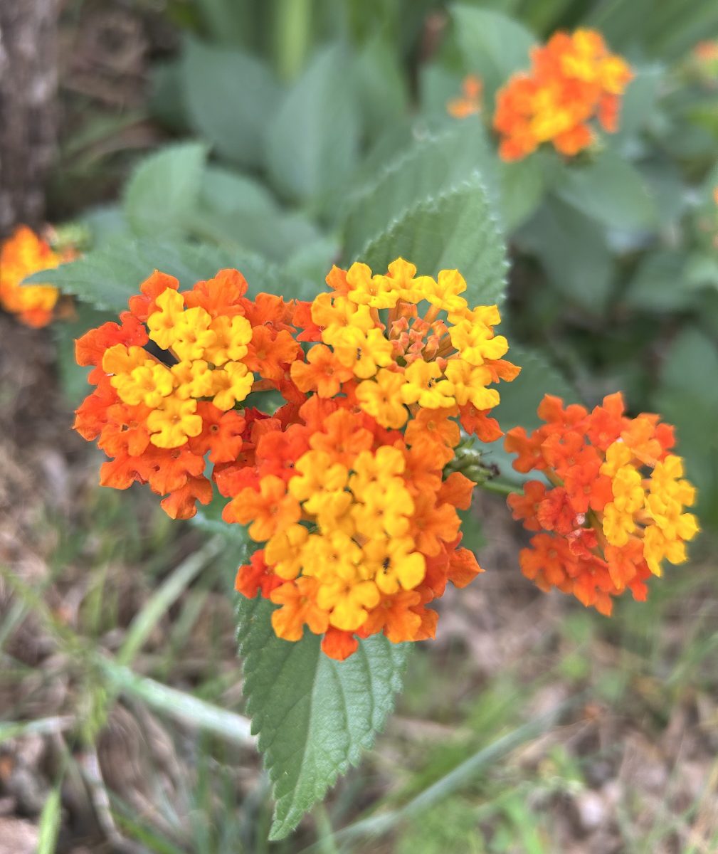 Native Texas lantana blooming in clusters of yellow and orange flowers