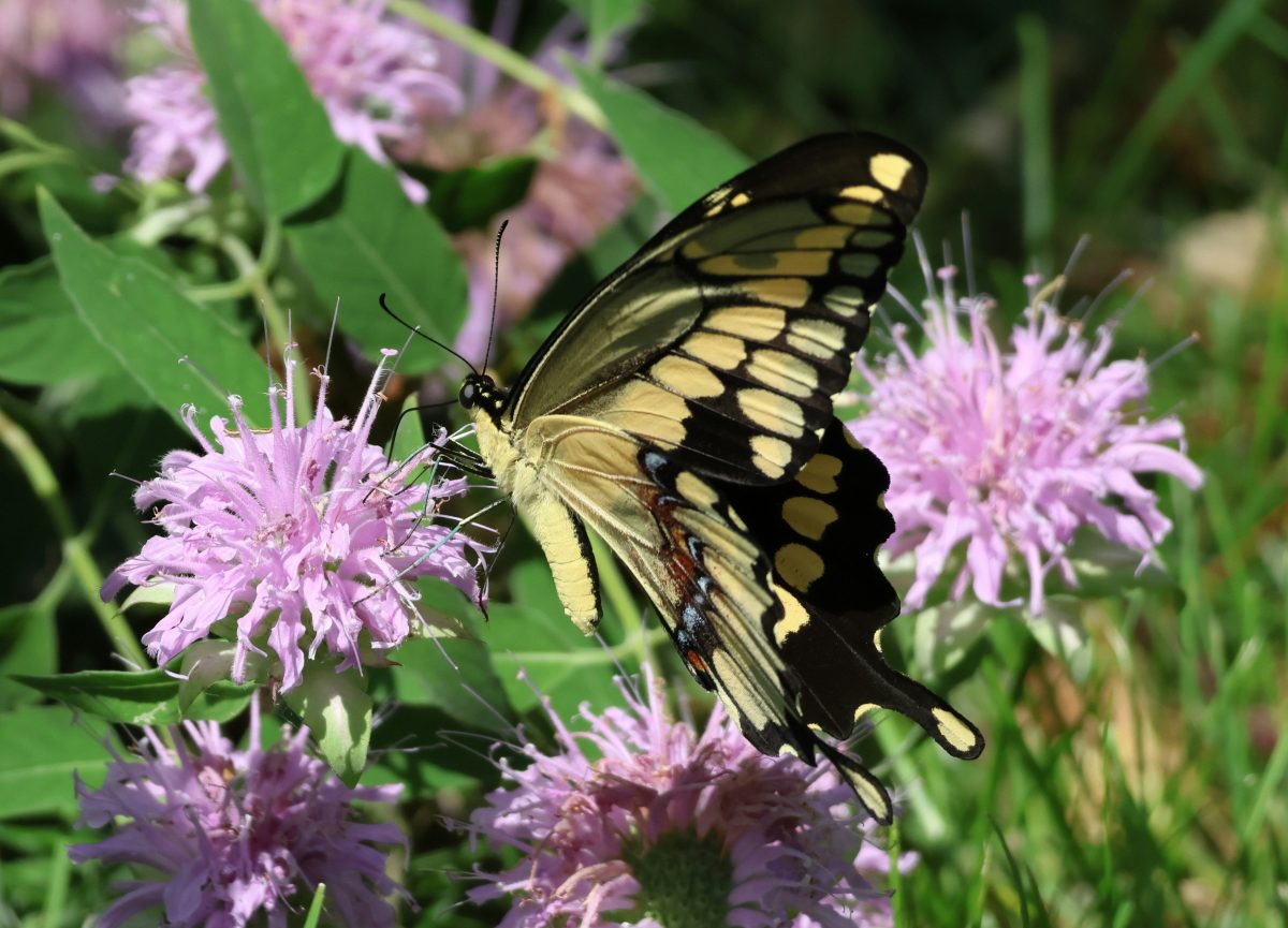 Texas Native Plants for Beginners: A Simple Guide to Growing a Thriving Wildlife Garden