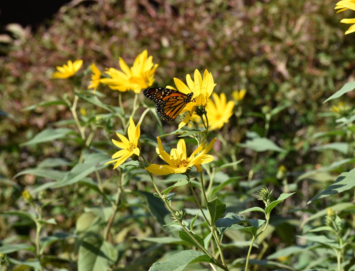 Preparing Your Garden for Fall While It’s Still Summer