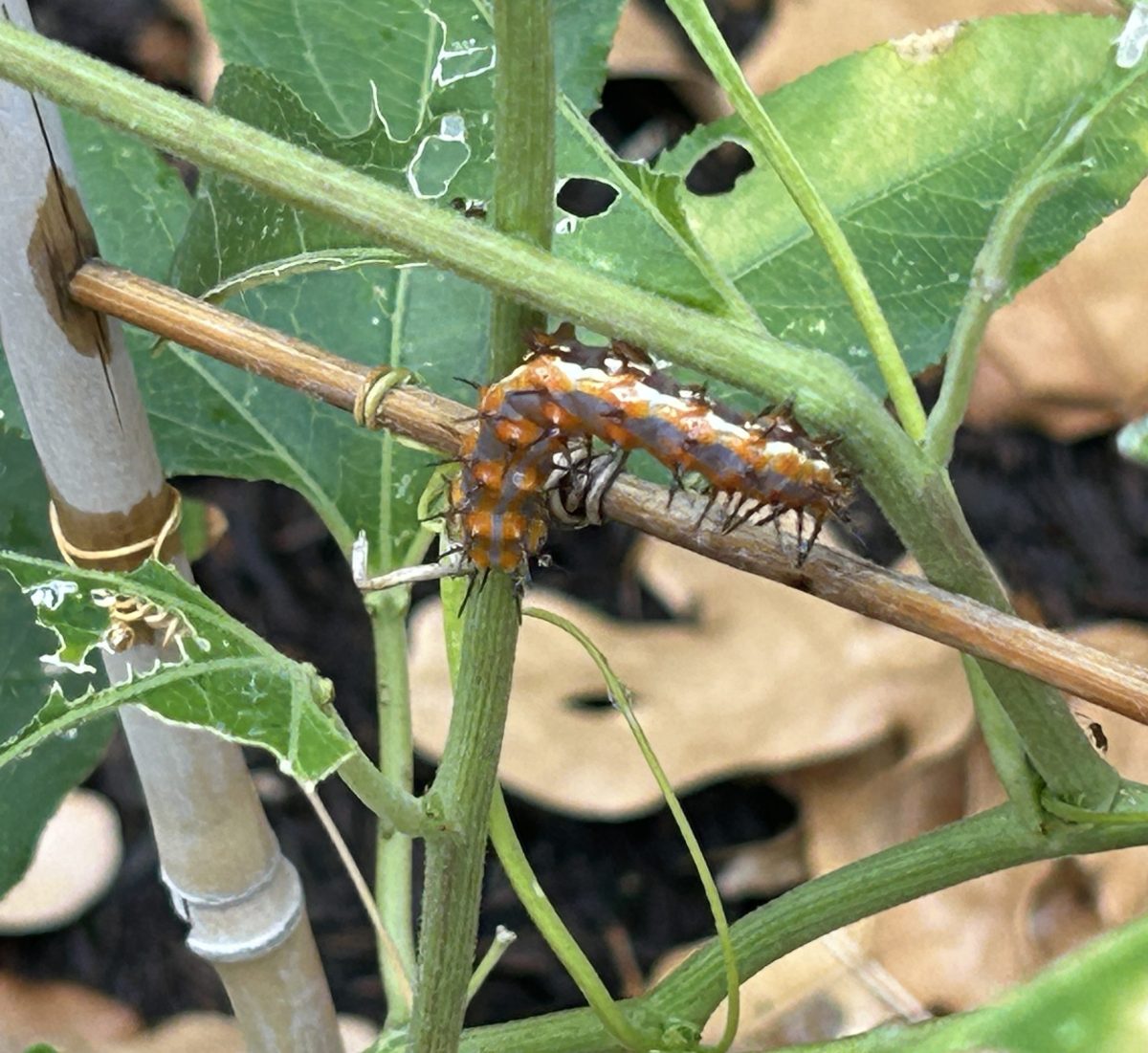 Host Plants for Common Texas Butterflies: A Complete Guide